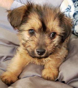 Alexander D4648 (Snoop Dog)