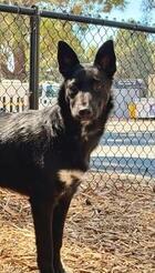 Angel ID#A195759