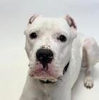 Bartholomew ID#A137580