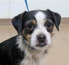 Bear ID#A137650