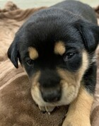 Blaze ID#A195767