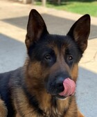 Clifford ID#A194583