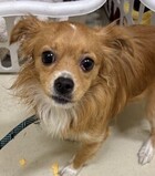 Coco ID#A195896