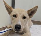 Crepe ID#A137458