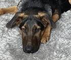 Eddie ID#A136869