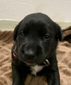 Ember ID#A195762