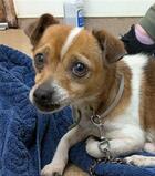 Gilbert ID#A137648