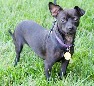 Gretel D2526