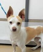 Horace ID#A137437