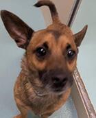 Hubert ID#A137591
