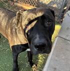 Kilo ID#A174441