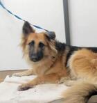 Laverne ID#A137653