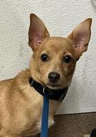 Maraca ID#A137543
