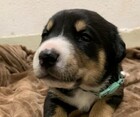Rocky  ID#A195761