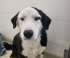 Snoopy ID#A195970
