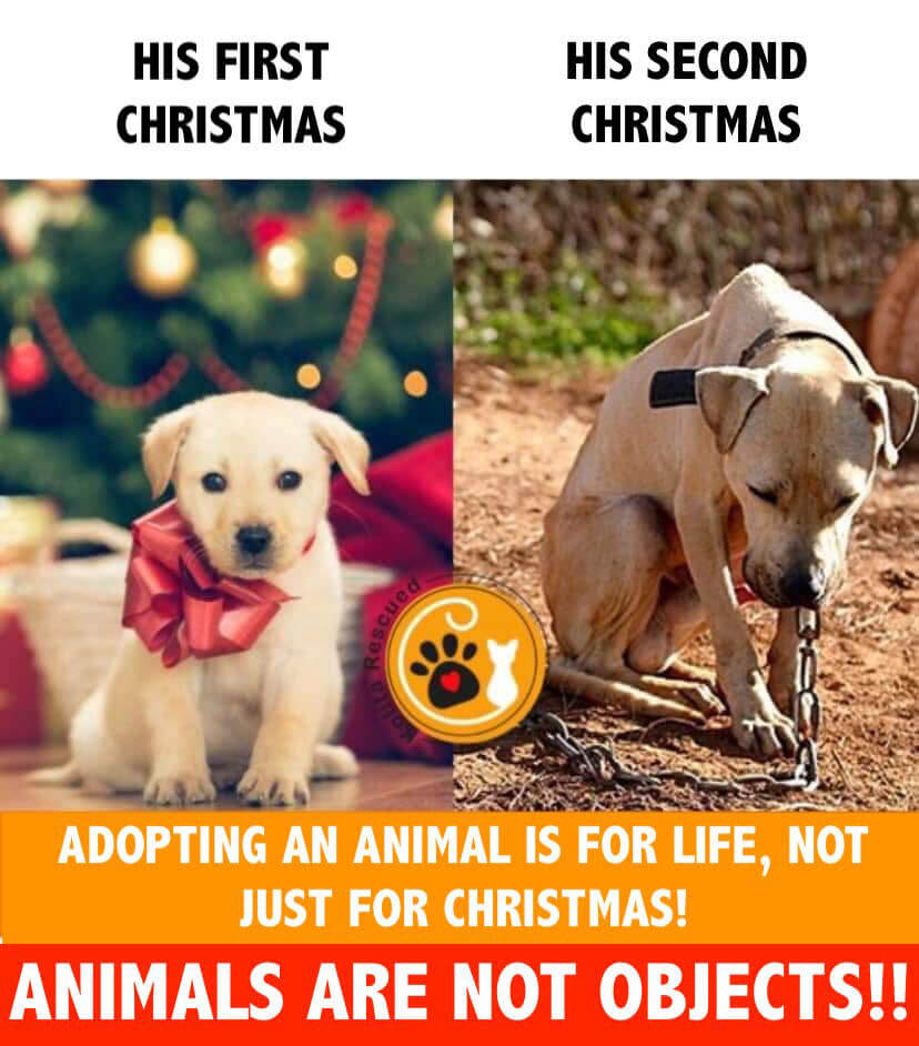 Adopting an animal is for life, not just for christmas! Animals are not objects!!