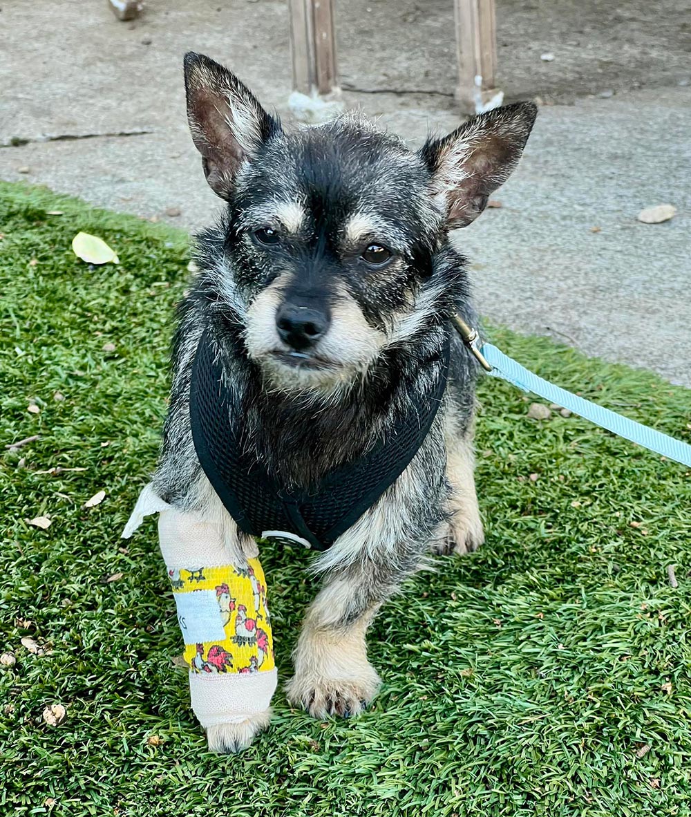 Dorothy, front leg cast