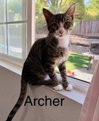 Archer 