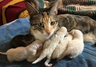 Nala 05-4234 (Mom with 5 kittens)