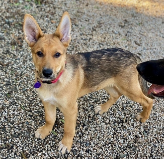 Cosmo D5204 (was D4638