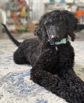 Delilah