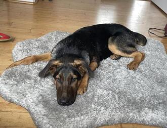 Eddie ID#A136869