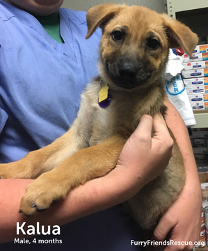 Kalua D6546 (Cooper)