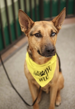 Riley D5145 (was Lyle)