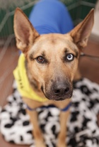 Riley D5145 (was Lyle)