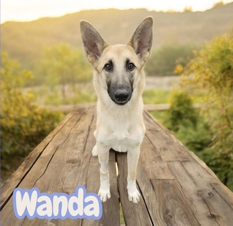 Wanda