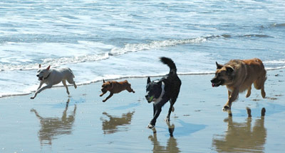 Dogs running in the beach